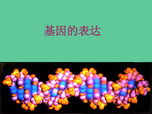 基因的表达复习课课件