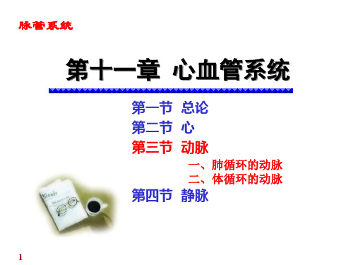 系统解剖学课件：动脉