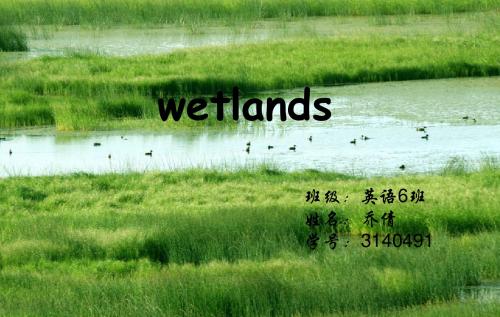 wetlands