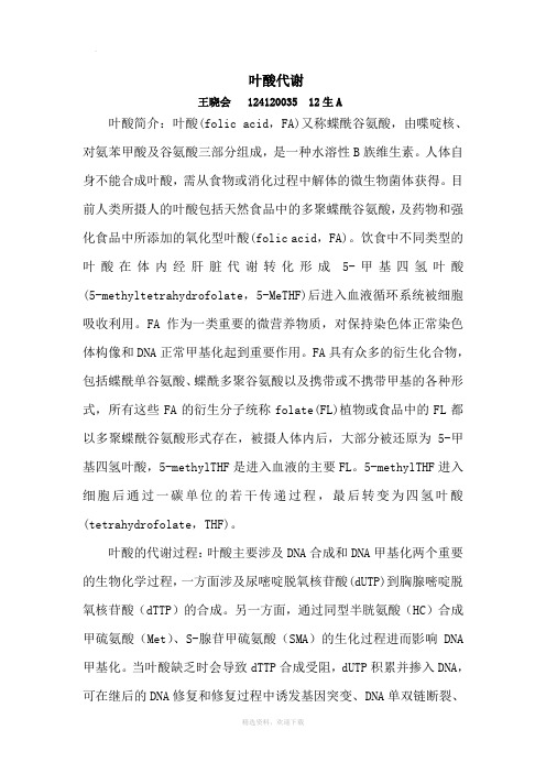 叶酸代谢简介