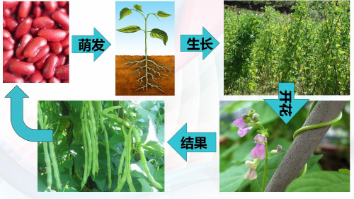 3.开花和结果-人教版七年级上册生物希沃白板优质课件