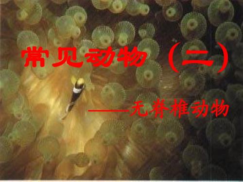 2.4无脊椎动物