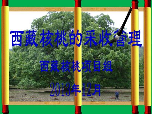 西藏核桃采收