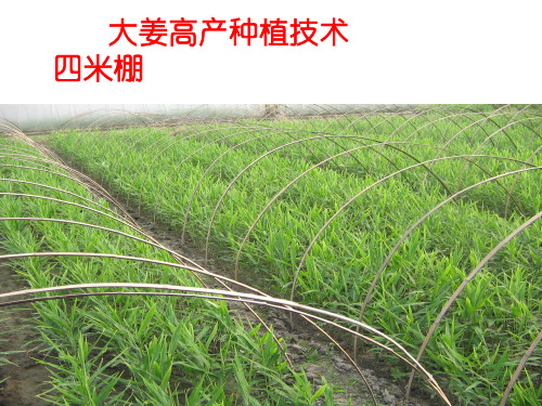 冀东大姜高产种植技术