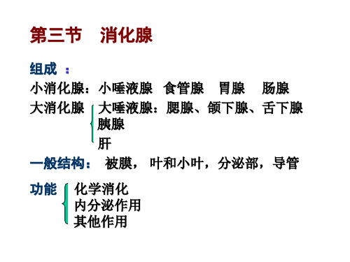 消化系统  消化腺