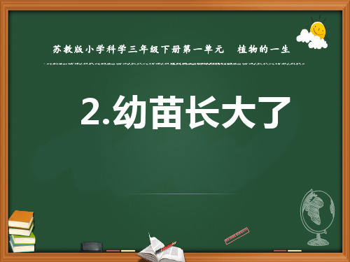 2新苏教版小学科学三年级下册精品课件.幼苗长大了 (第二课时)