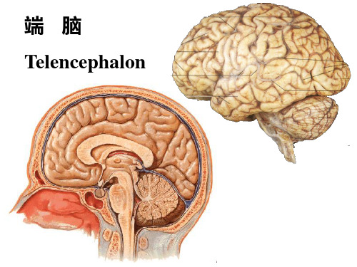 端脑