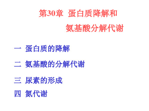 第26章蛋白质与氨基酸的分解代谢PPT课件