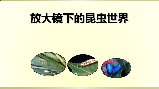 2020教科版小学科学六年级下册《放大镜下的昆虫世界》课件2