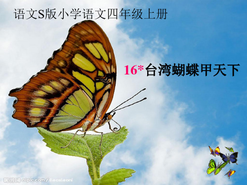 16课赵艳台湾蝴蝶甲天下