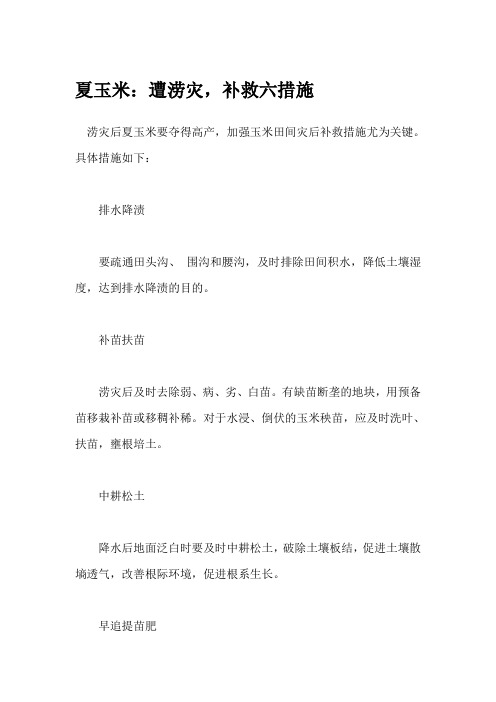夏玉米：遭涝灾,补救六措施