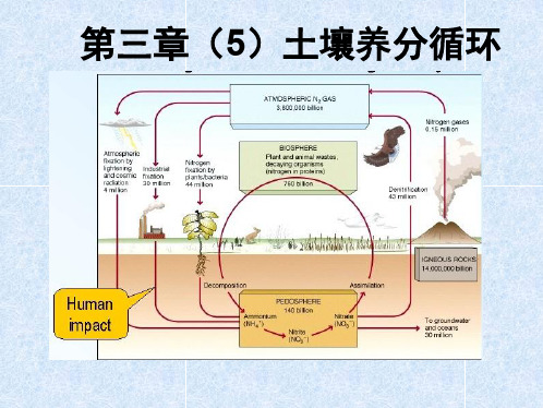 第三章土壤养分循环