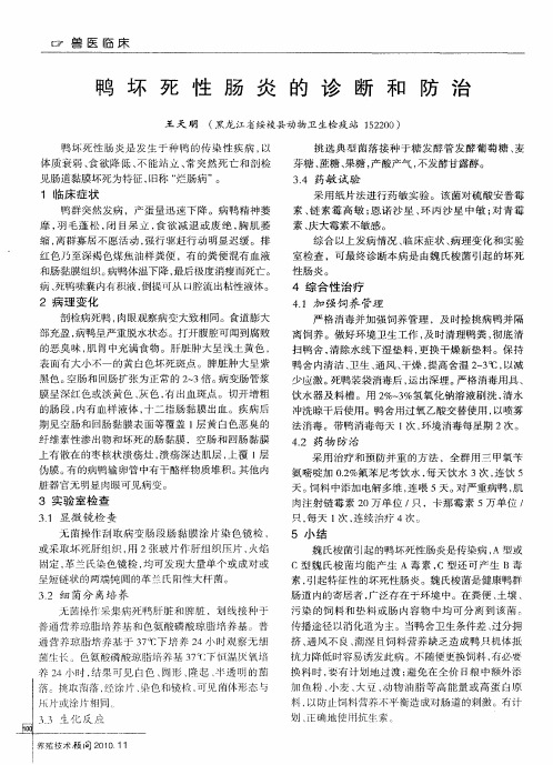 鸭坏死性肠炎的诊断和防治