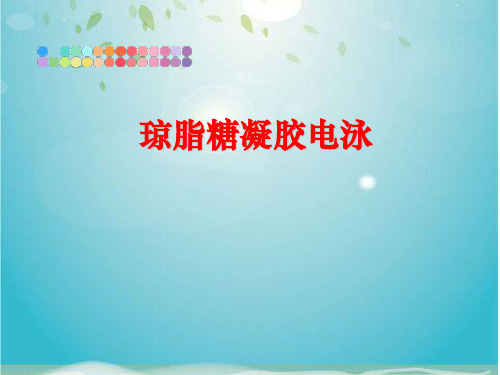 琼脂糖凝胶电泳