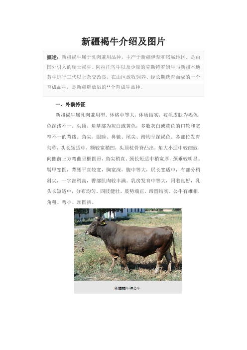 新疆褐牛介绍及图片