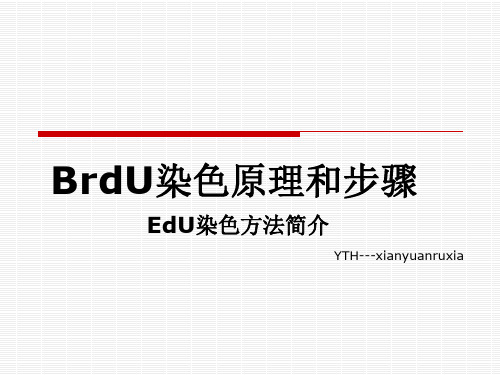 BrdU染色原理和步骤