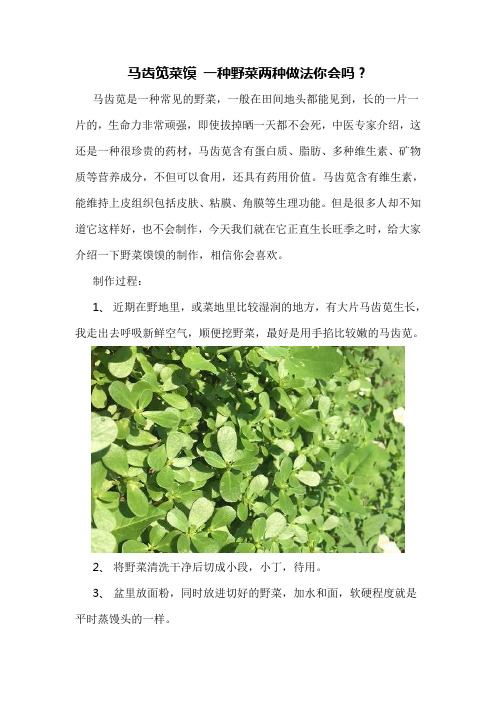 马齿笕菜馍 一种野菜两种做法你会吗？