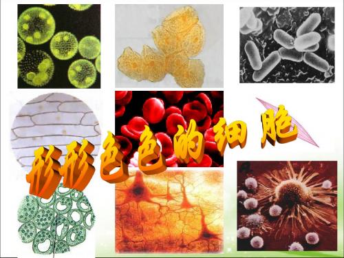 人教版生物七年级上册2.2.2动物体的结构层次 课件(共24张PPT)