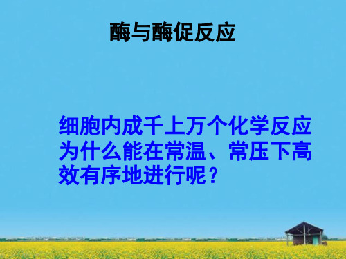 课件：酶与酶促反应
