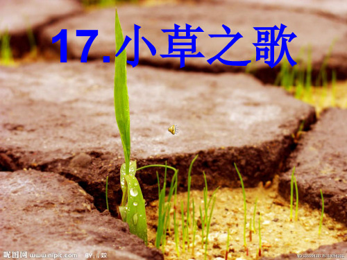 (语文S版)四年级语文17_小草之歌