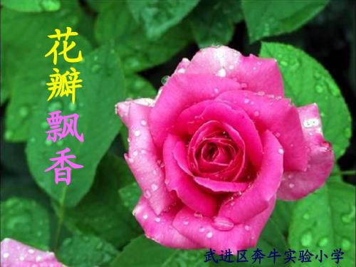 6、花瓣飘香(1)