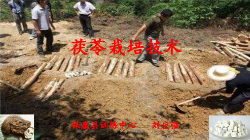 茯苓栽培技术