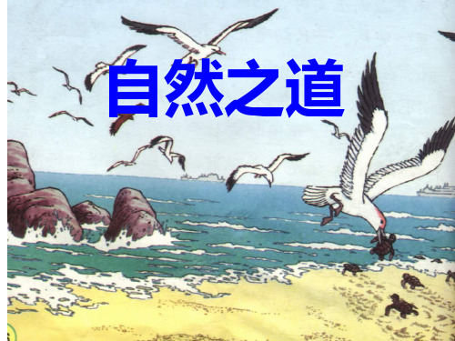 人教版四年级文下册自然之道PPT-资料