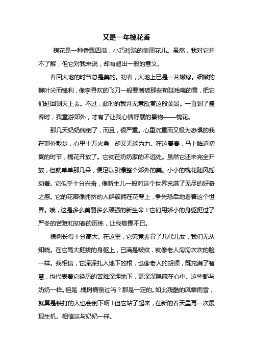 初三作文：又是一年槐花香作文800字