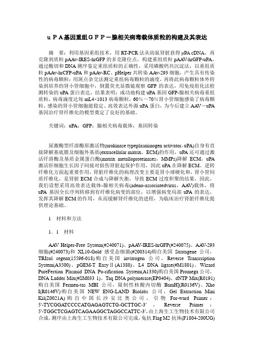 uPA基因重组GFP-腺相关病毒载体质粒的构建及其表达