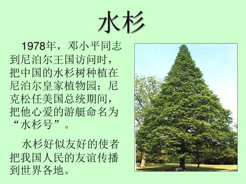 冀少版七上生物  3.7我国的珍惜植物  课件   (共20张PPT)