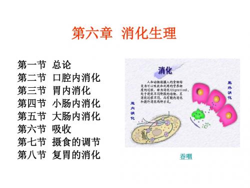 06消化与吸收