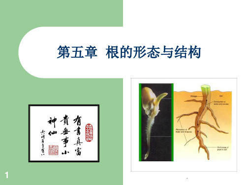 根的形态与结构演示文稿