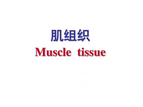 第六章 肌组织