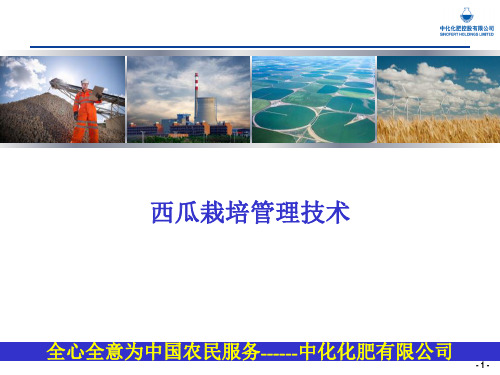 西瓜栽培管理技术