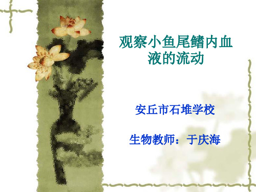 观察小鱼尾鳍内血液的流动