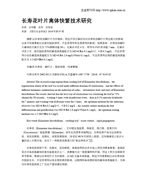 长寿花叶片离体快繁技术研究