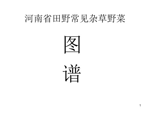 河南省田野常见杂草野菜图谱