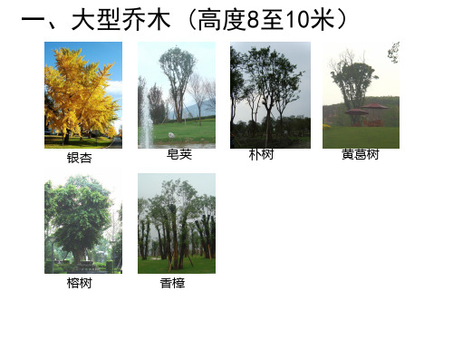 乔木