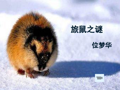 人教版八年级语文下册《三单元  阅读  13 .旅鼠之谜》示范课件_10