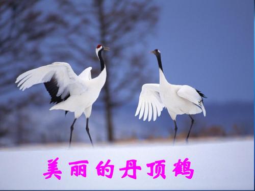 苏教版小学语文二年级上册《美丽的丹顶鹤》课件