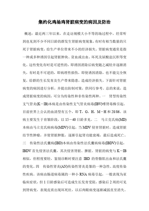 集约化鸡场鸡肾脏病变的病因及防治.doc