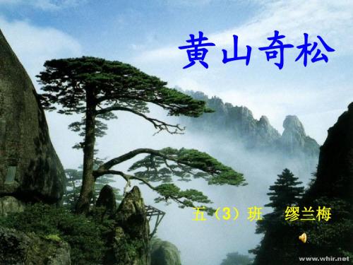 苏教版语文五年级上册《黄山奇松》