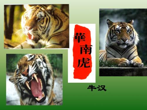 语文：6.28《华南虎》课件(1)(新人教版七年级下册)
