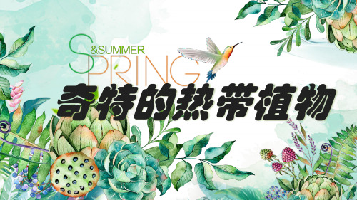 三年级上册美术课件-5.14 奇特的热带植物丨岭南版 (共16张PPT)