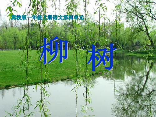《柳树》PPT课件 (共14张PPT)