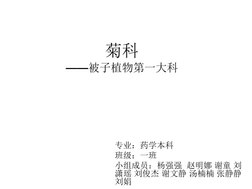 药用植物学 菊科