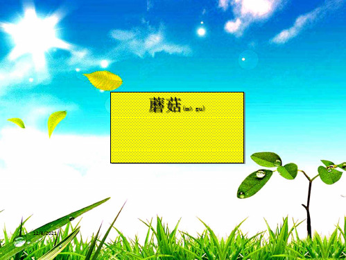 五年级科学上册 第4课《蘑菇》课件(2) 小学五年级上册自然科学课件