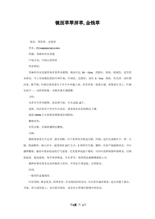 镜面草翠屏草,金钱草