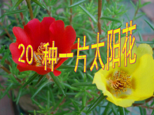 【种一片太阳花】PPT课件