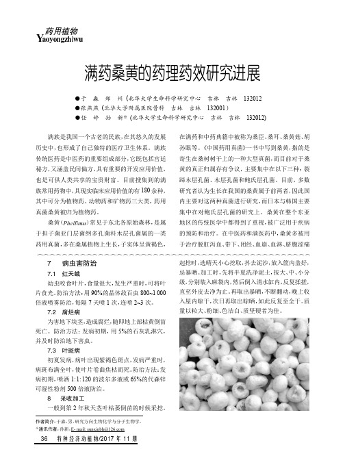 满药桑黄的药理药效研究进展